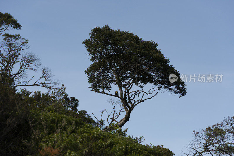 Serra Catarinense、巴西